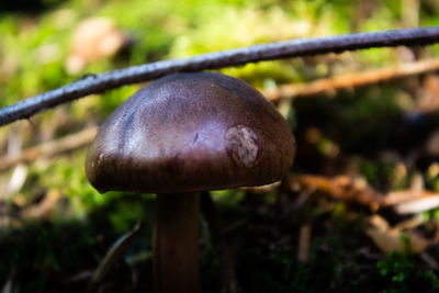 Close-up of mushroom growing on field