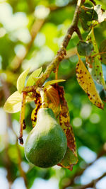 Close-up of fruit growing on tree