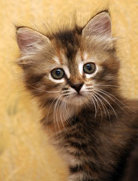 Close-up portrait of cat