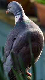 Close-up of pigeon perching