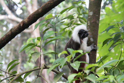 Low angle view of monkey sitting on tree