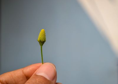 Close-up of hand holding small plant