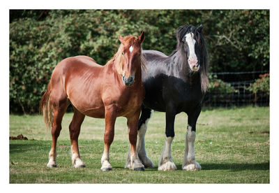 Horses in ranch
