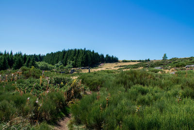 Scenic view of landscape against clear blue sky