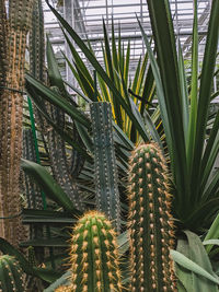 Close-up of plants