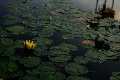 Close-up of water lily in lake