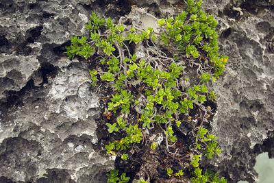 Close-up of moss growing on rock