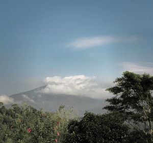 Low angle view of flowering trees against sky