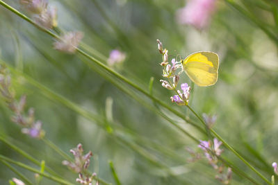 Close-up of insect on flower
