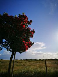 Scenic view of grassy field against sky