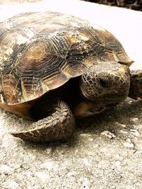 Close-up of turtle in zoo