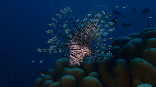 Close-up of fish swimming in sea