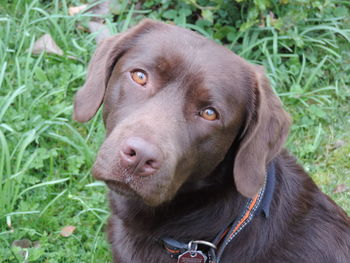 Close-up of dog on grass