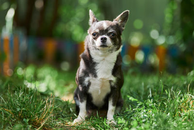 Chihuahua puppy, little dog in garden. cute small doggy on grass. short haired chihuahua breed