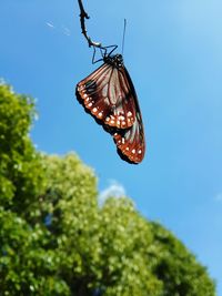 Butterfly on plant against blue sky