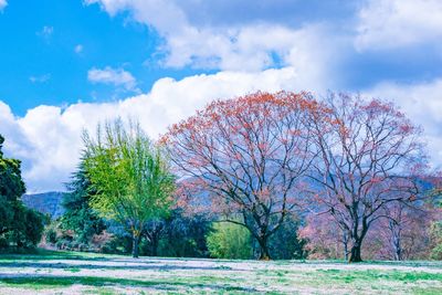 Trees against sky