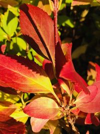 Close-up of maple leaves on plant during autumn