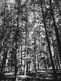 Trees in forest