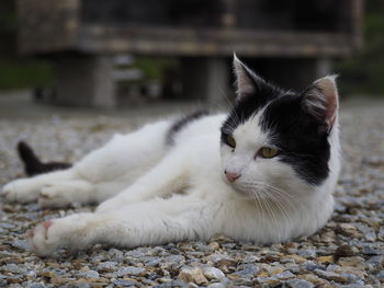 Close-up of a cat looking away