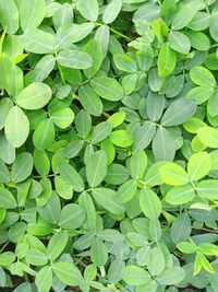 Full frame shot of green leaves
