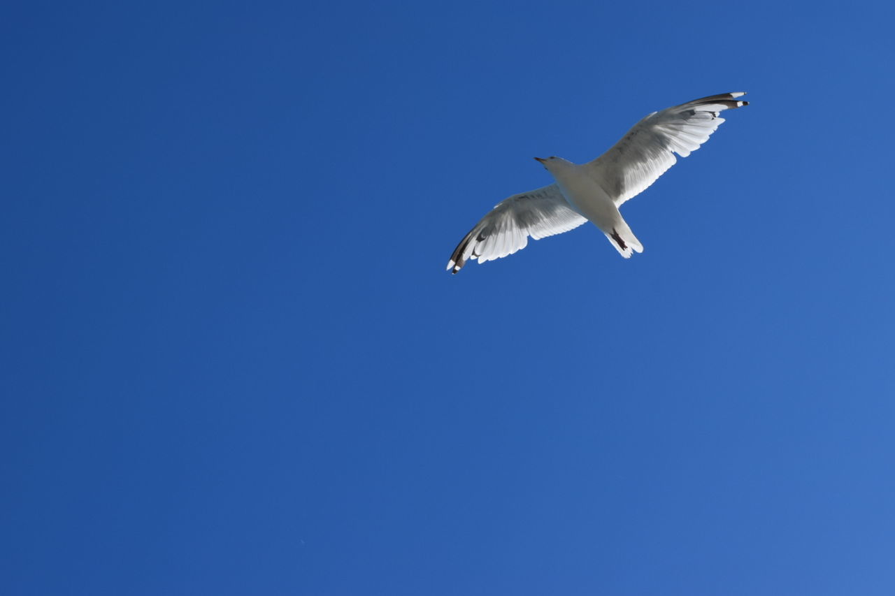 Flying Blue Bird Mid-air Sky Animal Wildlife One Animal Spread Wings Nature Outdoors Clear Sky Seagull Beauty In Nature Animal Themes Clear Sky Animals In The Wild Nature The Week On EyeEm