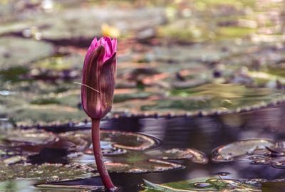 Close-up of pink lotus water lily in pond