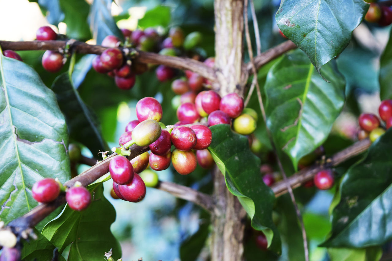 BERRIES GROWING ON TREE