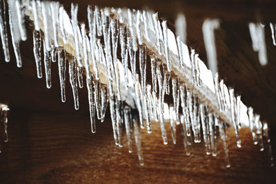 Close-up of icicles hanging on wood in winter