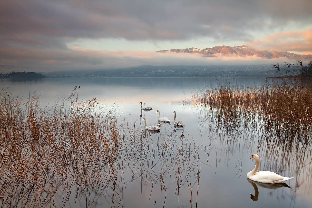 bird, animal themes, water, animals in the wild, lake, wildlife, sky, reflection, tranquility, tranquil scene, nature, beauty in nature, duck, cloud - sky, sunset, swan, scenics, swimming, waterfront