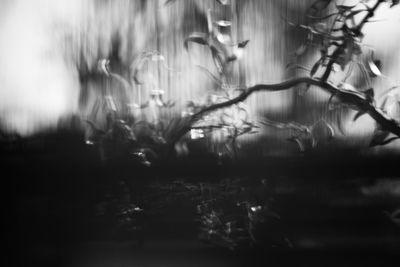 Defocused image of plants in water