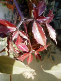 Close-up of red leaves on plant