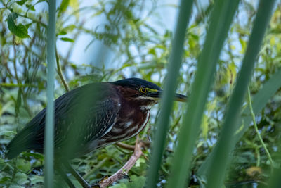 Close-up of a bird perching on a field