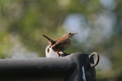 Close-up of bird perching on railing
