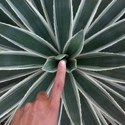 Detail shot of finger touching plant