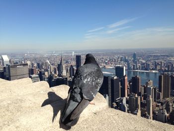 View of birds in city against sky