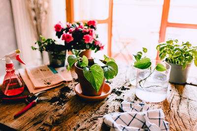 Close-up of potted plant on table at home