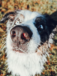 Close-up portrait of dog on field