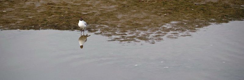 High angle view of mallard ducks on lake