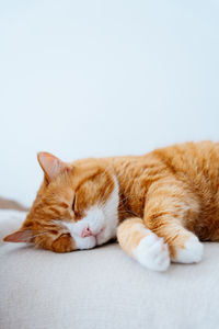 Close-up of cat lying on bed against white background