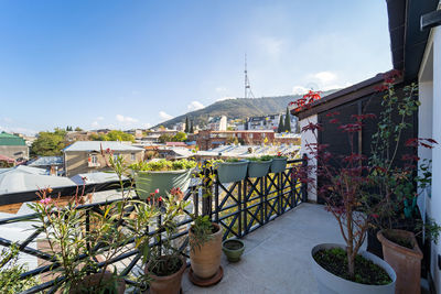 Potted plants on table by buildings in city against sky