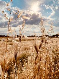 High angle view of stalks in field against sky