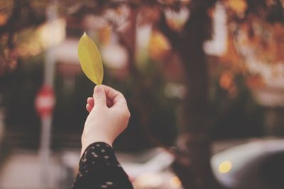 Close-up of woman hand holding plant