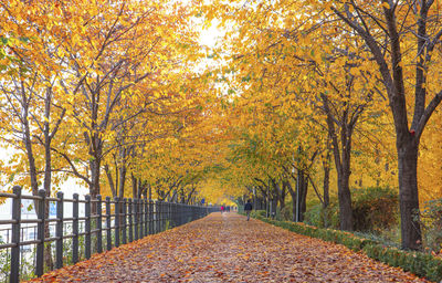 Footpath amidst trees during autumn