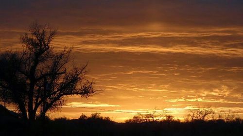 Silhouette of bare trees at sunset