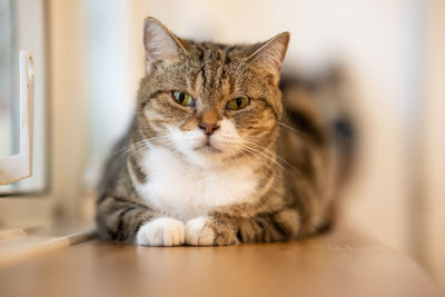 Portrait of a cute scottish fold cat lying on wood table near window looking at camera.