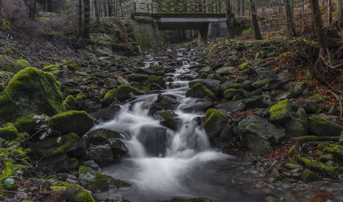 Scenic view of waterfall in forest