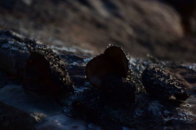 Close-up of rocks on rock