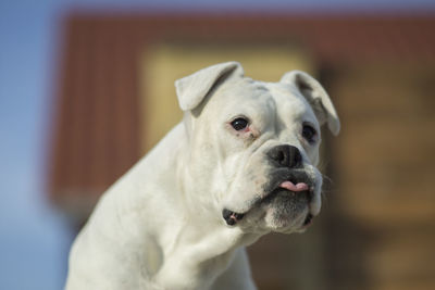 Close-up of dog looking away