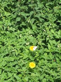 Close-up of yellow flowers blooming outdoors