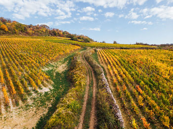 Scenic view of agricultural field against sky